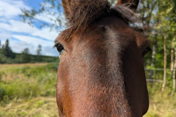 Farm Visit and Nature Hike in Swedish Lapland Private Tour