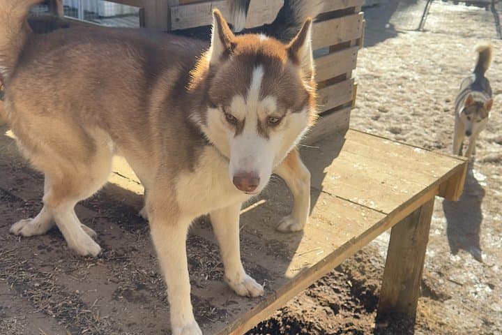 Huskies Experience and Swedish Fika