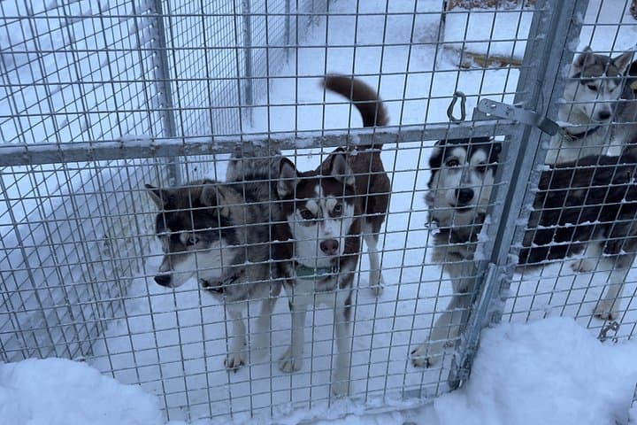 Huskies Experience and Swedish Fika