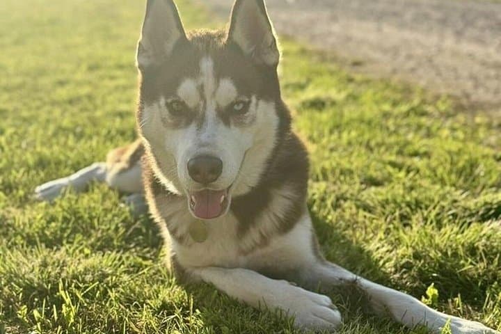 Huskies Experience and Swedish Fika