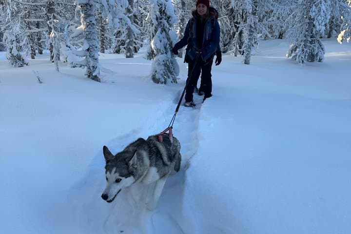 Swedish Lapland Snowshoe Hike