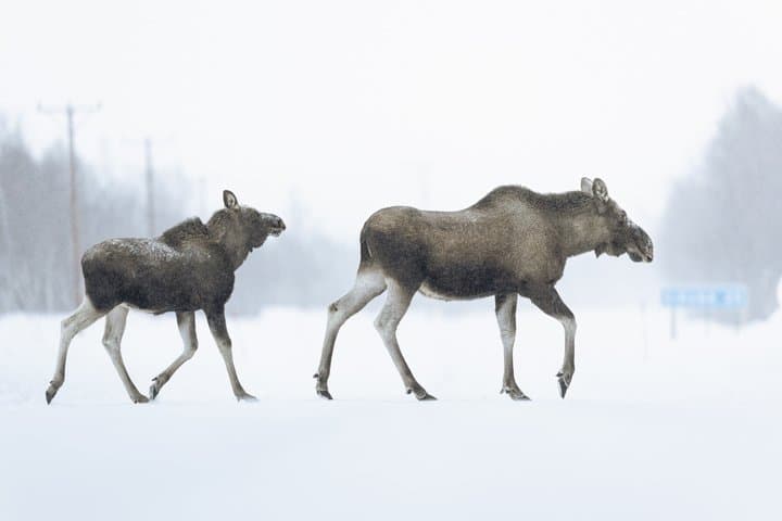 Hidden Fjords and Wildlife Expedition with Packed Lunch