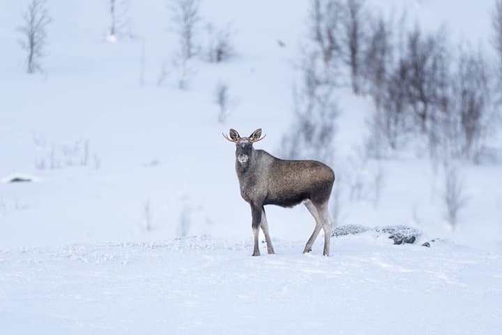 Arctic Wilderness Snowshoe Expedition