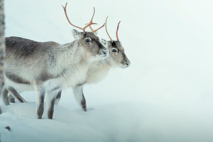 Abisko Arctic Reindeer and Sami Cultural Experience