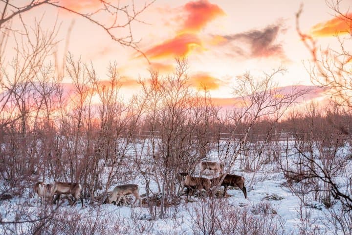 Abisko Arctic Reindeer and Sami Cultural Experience