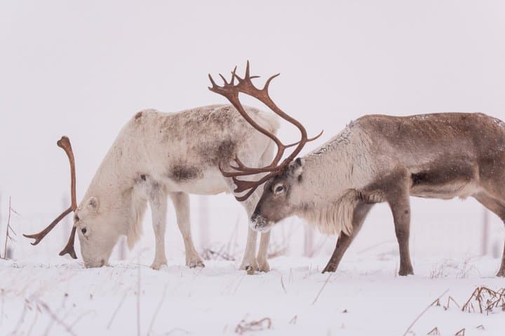 Sami Arctic Morning Snowshoe And Reindeer Tour