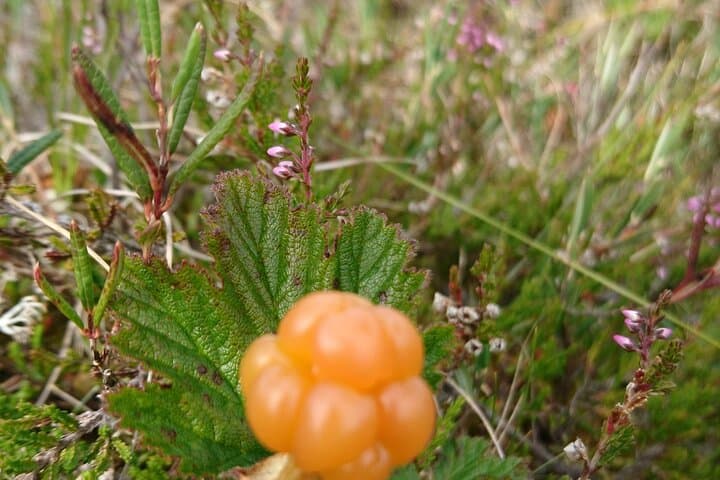 Discover the Kiruna Wilderness: A Guided Forest Walk