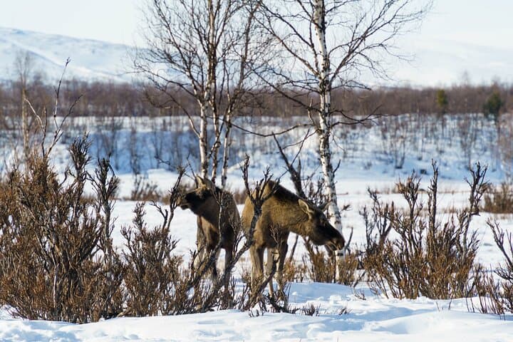 Snowmobile Tour in Kiruna