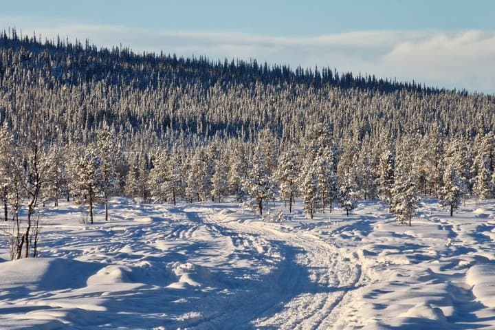 Kiruna: Private Snowshoeing & Sauna Experience