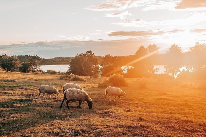 Experience Birka Viking City & Museum - Boat Tour from Stockholm